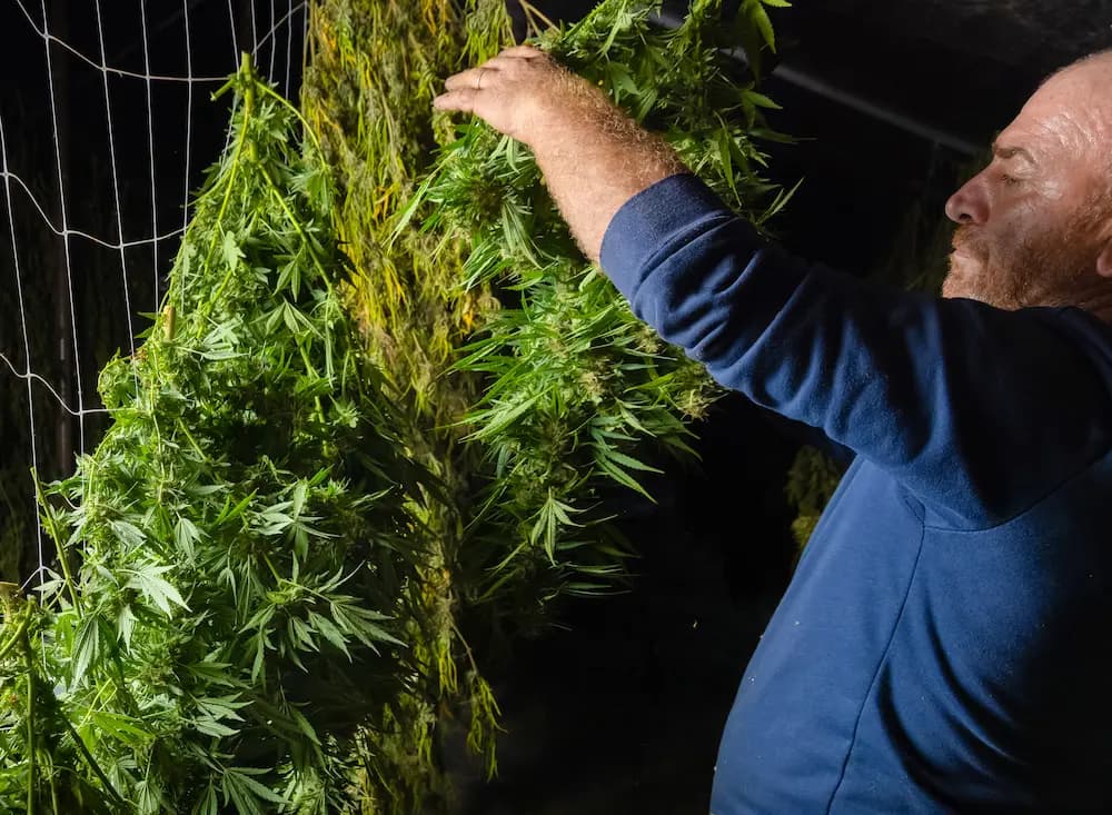 Cannabis Trocknen & Curen: Die vergessene Kunst