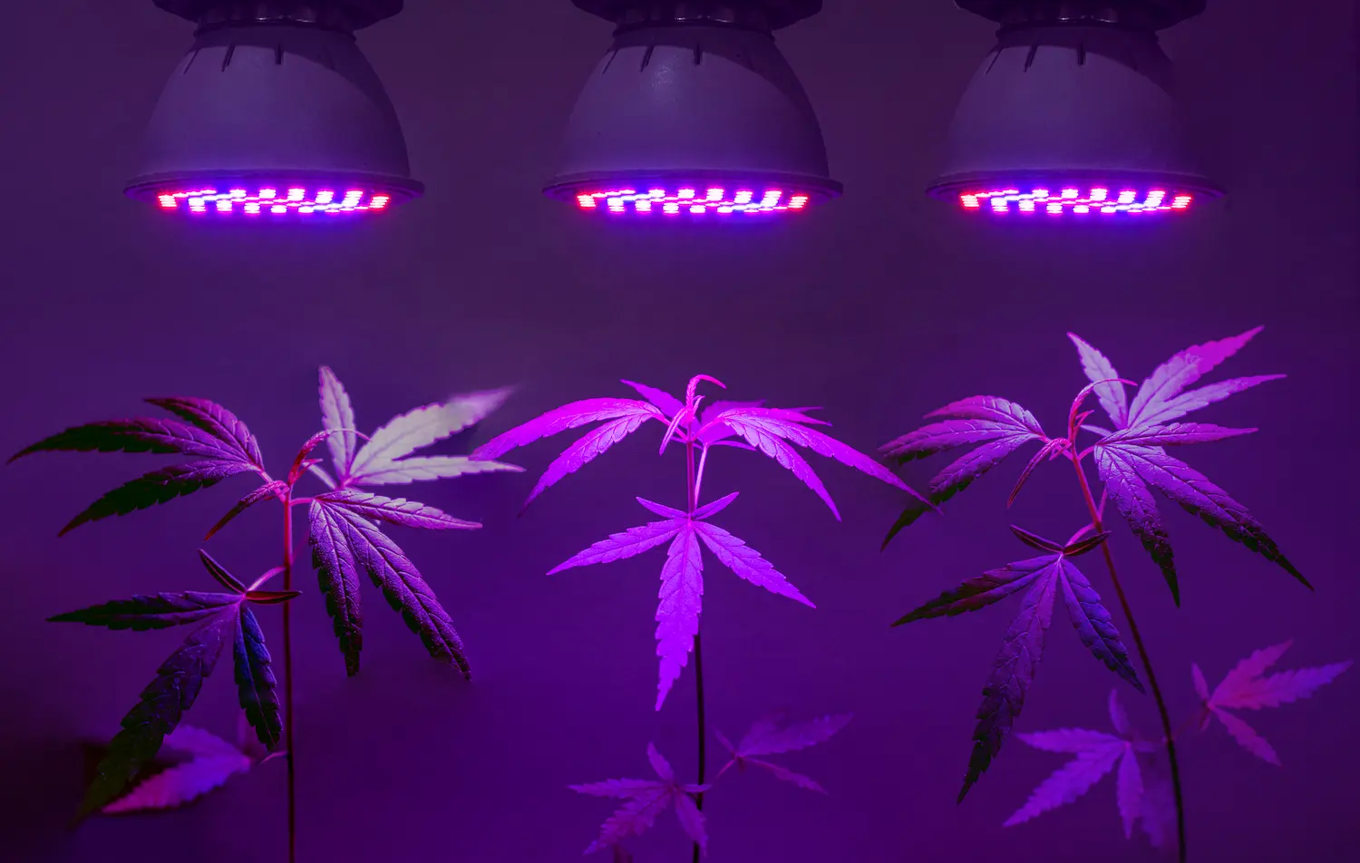 Lichtzyklen beim Cannabisanbau verstehen