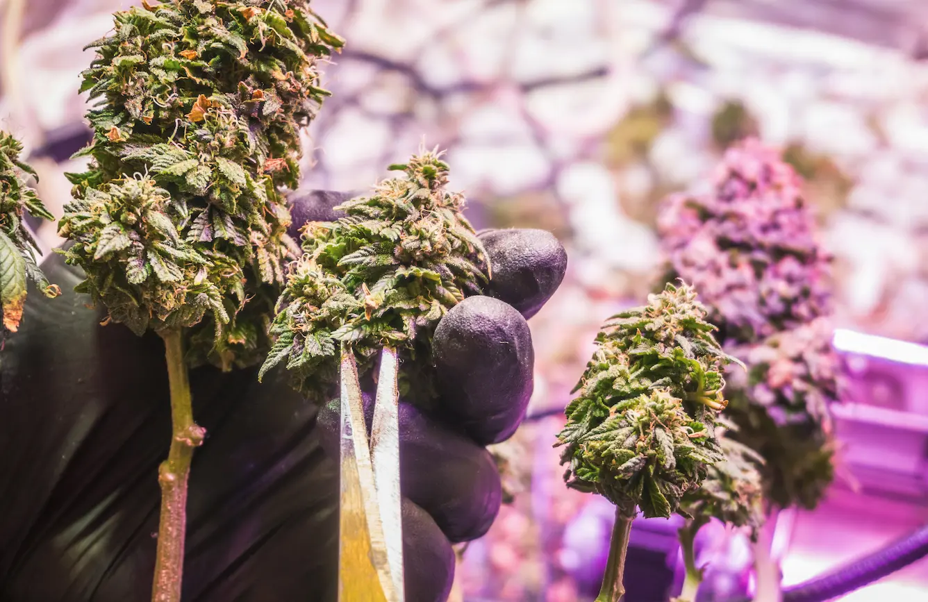 Die Kunst, die perfekte Cannabissorte auszuwählen