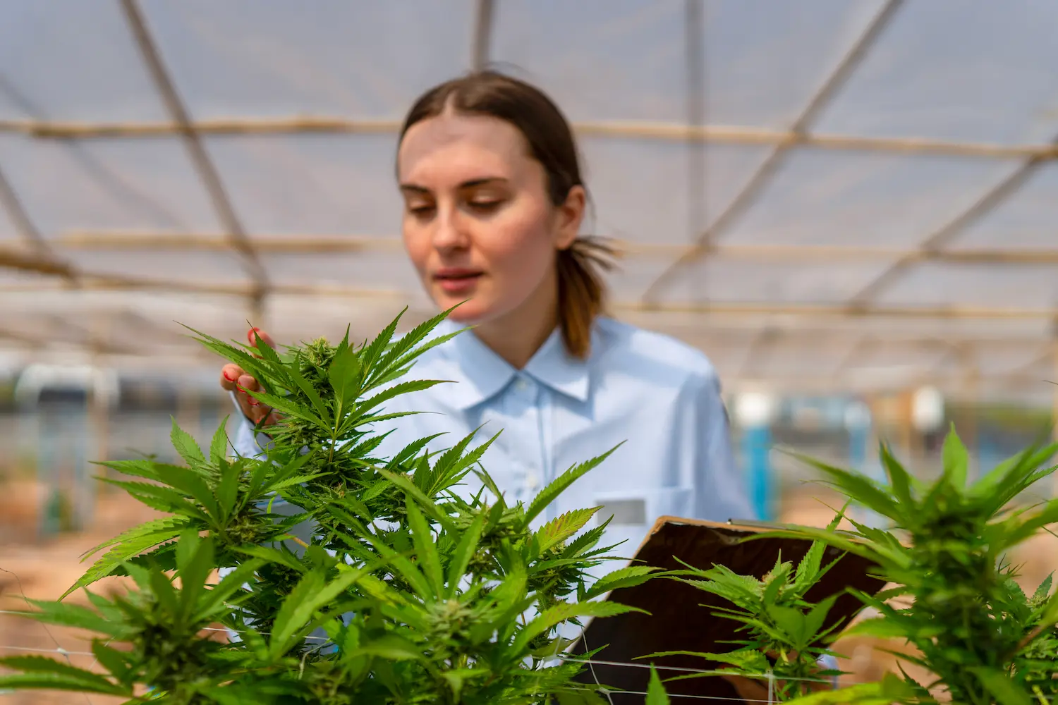 Cannabis und Nachhaltigkeit: Grüner Anbau